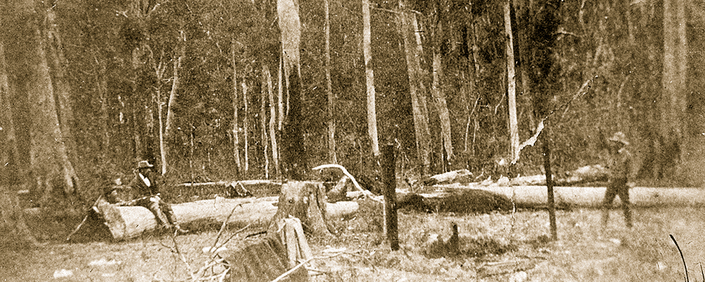 [2020] Stringybark Creek