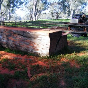 Red Gum Tree from The Fifteen Mile Creek