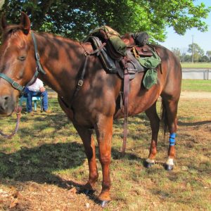 Wallace all saddled up